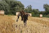 DOGUE ALLEMAND 330